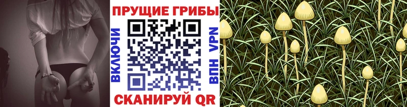 Галлюциногенные грибы GOLDEN TEACHER  Дмитров 